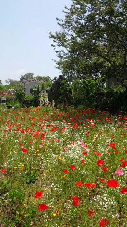 Baghdad House Villa Jeju Eksteriør billede