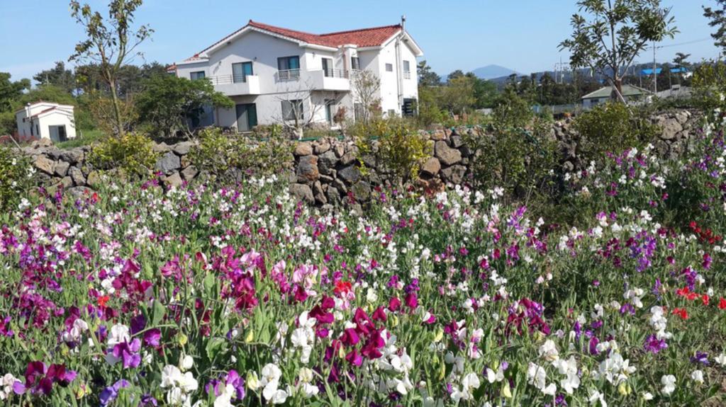 Baghdad House Villa Jeju Eksteriør billede
