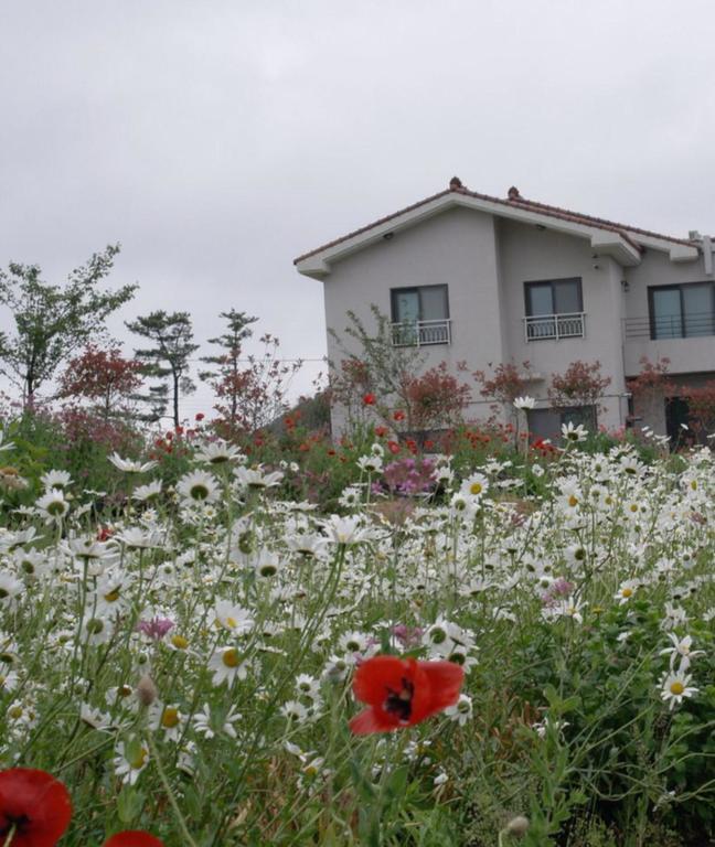 Baghdad House Villa Jeju Eksteriør billede