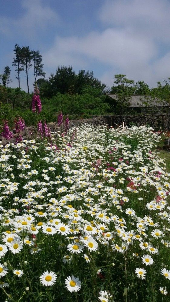 Baghdad House Villa Jeju Eksteriør billede